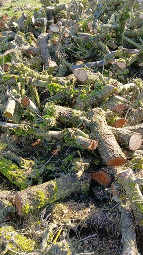Stère de bois frais coupé en 2024 ( poirier) diamètre 10 cm max ou fendu .